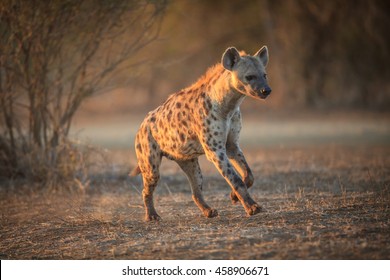 Hyena Running
