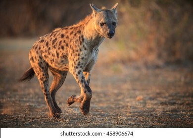 Hyena Running
