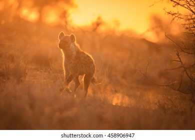 Hyena Running
