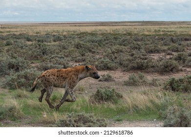 Hyena Running In The Wild