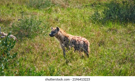 Hyena In The Savannah Masai Mara National Park Kenya