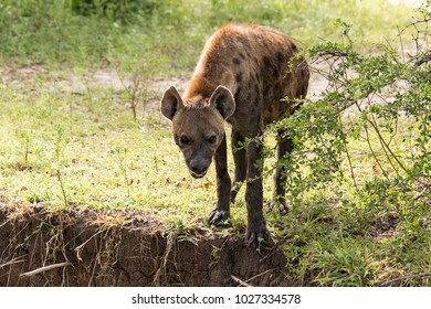 Hyena In Selous Game Reserve, Tanzania