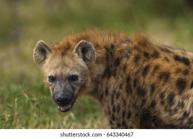 Hyena South Africa
