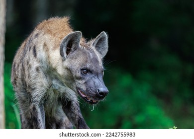 The hyena (spelled “hyaena” in some parts of the world) is Africa’s most common large carnivore. There are three hyena species — spotted, brown, and striped. Spotted hyenas are the largest of the thre