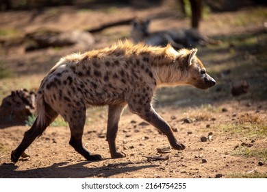 Hyena stealthily stalking its prey in the hot African savannah of South Africa, this animal along with others like the lion are the world's top predators.