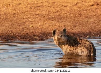 Hyena Taking A Bath To Cool Off