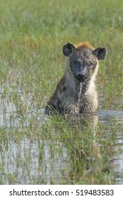 Hyena Taking A Bath In Okavango Delta