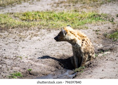 Hyena Taking A Mud Bath In Maasai Mara Park In North West Kenya