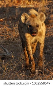 Hyena Tongue Lick