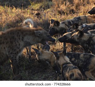 Hyena Vs Wild Dogs