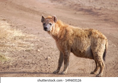 Hyena walking alone on the savannah in Africa looking out for a prey 