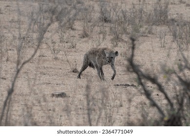 A Hyena walking in Masai Mara National Park Kenya Africa - Shutterstock ID 2364771049