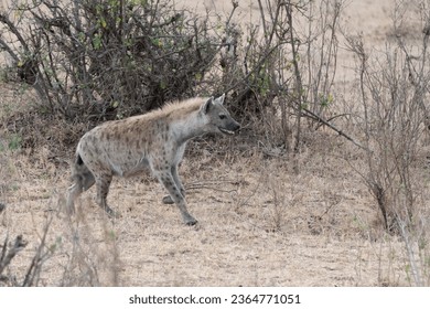 A Hyena walking in Masai Mara National Park Kenya Africa - Shutterstock ID 2364771051