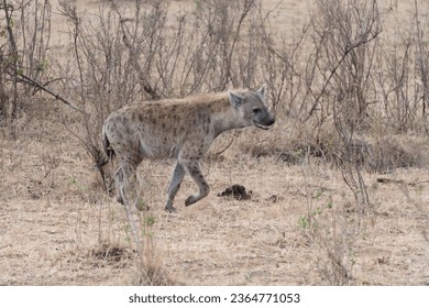 A Hyena walking in Masai Mara National Park Kenya Africa - Shutterstock ID 2364771053
