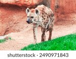 Hyena is walking on a dirt path in a zoo. The hyena is looking at the camera.  Wild animal walking near a rock wall in the savannah