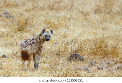 Hyena walking on the savannah in Tanzania, Africa - Shutterstock ID 151502351