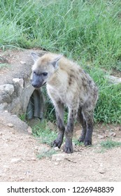 Hyena wild animal Africa 