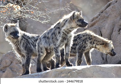 Hyenas