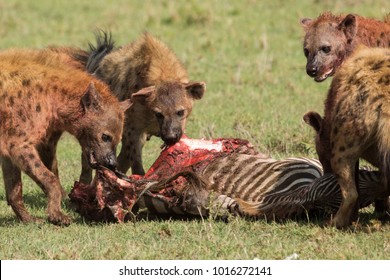 hyenas devouring and fighting over their recent kill of a zebra