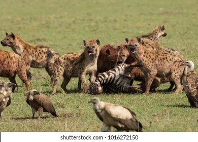 hyenas devouring and fighting over their recent kill of a zebra