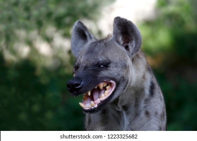 Hyenas dog in nature forest, Wildlife of Hyenas wolf face and head laughing, Hyenas in fierce feel, Hyenas ferocious close up (selective focus)
