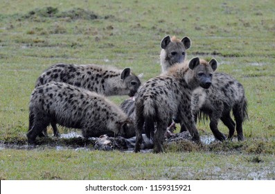 Hyenas eating a zebra carcass