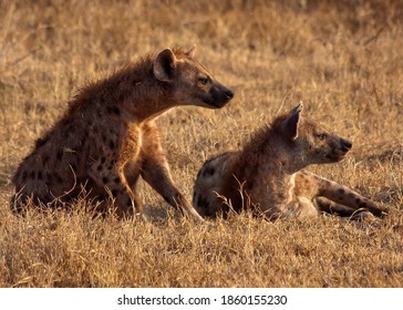 Food chain in africa 902 รายการ ภาพ ภาพสต็อกและเวกเตอร์ Biology Diagrams