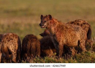 Hyenas With Food In Masai Mara, Kenya