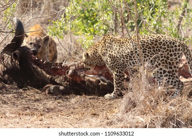 Hyenas and leopard for a dead buffalo - Shutterstock ID 1109633012