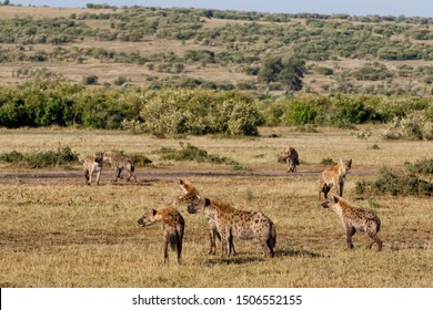 Hyenas On A Mission To Take Over A Carcass From The Lions In The Masai Mara Game Reserve In Kenya