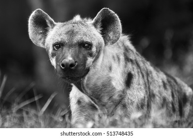 Hyenases