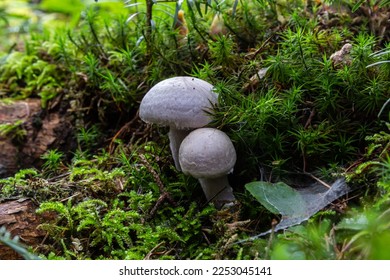 Hygrophorus olivaceoalbus, known as the olive wax cap, wild mushrooms. - Shutterstock ID 2253045141