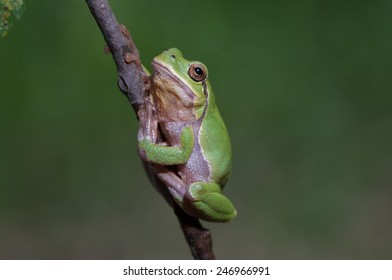 Hyla Arborea