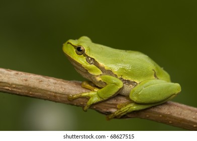 Hyla Arborea