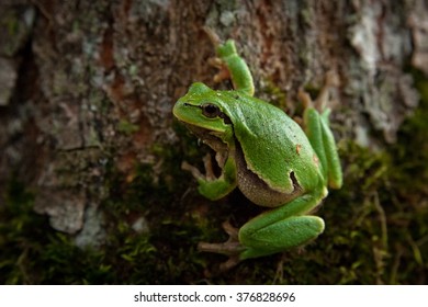 Hyla Arborea In The Wild