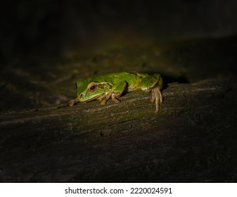 Hyla Eximia, Amphibian Species Of The Hylidae Family. It Is Endemic To Mexico. Its Natural Habitats Include Temperate Forests, Tall Grasslands, Rivers, Intermittent Streams, Swamps, Among Others.