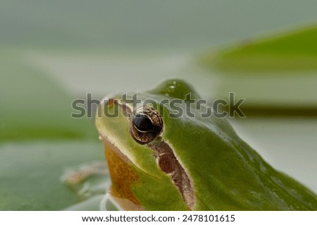 Similar – Image, Stock Photo Close-up of a frog against a night sky background with visible stars and soft glowing horizon