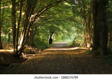 Hylands Park Trail In  Summer