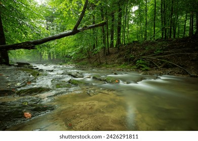 Hylaty Strem, small torrent in green deciduous forest after rain, Zatwarnica, Bieszczady. Idyllic landscape. Pure nature, ecology, environmental conservation - Powered by Shutterstock