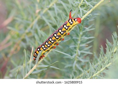 Hyles Euphorbiae Spurge Hawk Moth Caterpillar