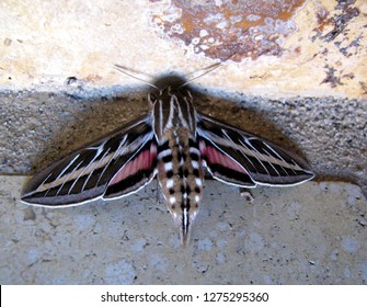 Hyles Lineata White-lined Sphinx Or Hummingbird Moth Sphingidae