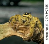 Hyllus giganteus, called the giant jumping spider, is a jumping spider native to Indonesia, spread from Southeast Asia to Australia. Front look.