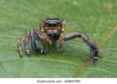 Hyllus Keratodes Jumping Spider Stock Photo 463847900 | Shutterstock