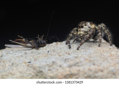 cricket spider