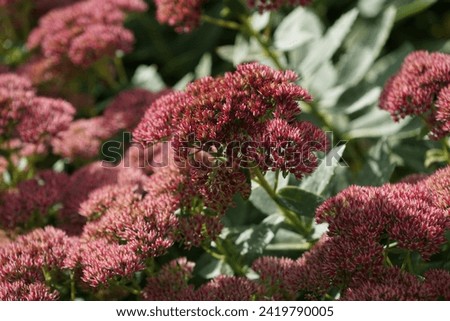 Hylotelephium spectabile blooms in autumn. Hylotelephium spectabile, syn. Sedum spectabile, is a species of flowering plant in the stonecrop family Crassulaceae. Berlin, Germany