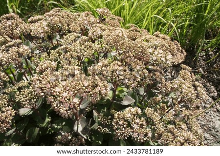 Hylotelephium spectabile.Sedum or Stonecrop Black Jack on a flower bed on a sunny summer day. Nature wallpaper