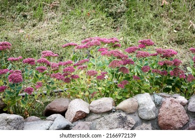 Hylotelephium telephium (Livelong, Orpine, Live-forever, Vit-toujours, Garden stonecrop or orpine, Live-forever or Purple stonecrop, Witch's moneybags) is succulent groundcover of family Crassulaceae