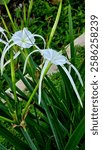 Hymenocallis coronaria, commonly known as the Cahaba lily, shoal lily, or shoals spider-lily, is an aquatic, perennial flowering plant species of the genus Hymenocallis.