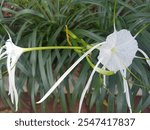 Hymenocallis coronaria, commonly known as the Cahaba lily, shoal lily, or shoals spider-lily, is an aquatic, perennial flowering plant species of the genus Hymenocallis.