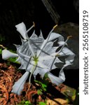 Hymenocallis coronaria, commonly known as the Cahaba lily, shoal lily, or shoals spider-lily, is an aquatic, perennial flowering plant species of the genus Hymenocallis. It is endemic to the Southeast